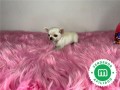 chihuahua-toy-espectacular-ruso-small-3