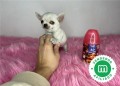 chihuahua-toy-espectacular-ruso-small-2