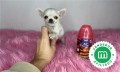 chihuahua-toy-espectacular-ruso-small-0