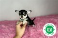 chihuahua-negro-tan-toy-small-4