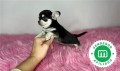 chihuahua-toy-cabeza-de-manzana-negro-small-4