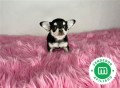 chihuahua-toy-cabeza-de-manzana-negro-small-0