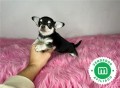 chihuahua-toy-cabeza-de-manzana-negro-small-2