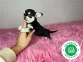 chihuahua-toy-cabeza-de-manzana-negro-small-3