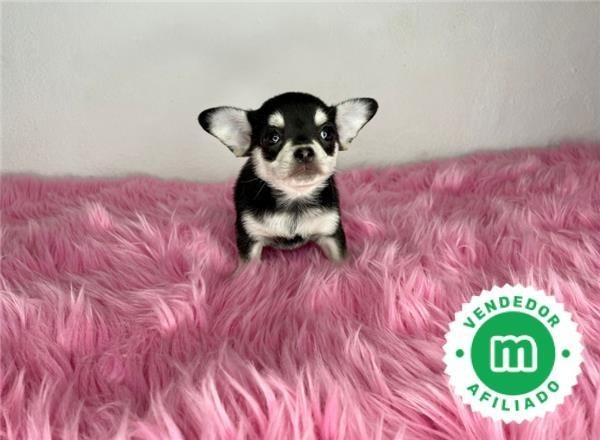 chihuahua-toy-cabeza-de-manzana-negro-big-0