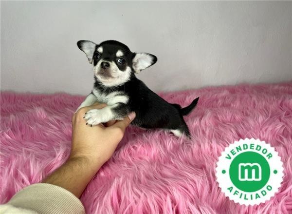 chihuahua-toy-cabeza-de-manzana-negro-big-2