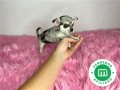 chihuahua-toy-merle-small-4