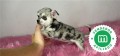 chihuahua-toy-merle-small-3