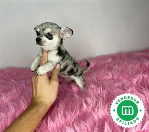 chihuahua-toy-merle-big-2