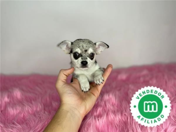 chihuahua-toy-merle-big-5