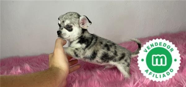 chihuahua-toy-merle-big-3