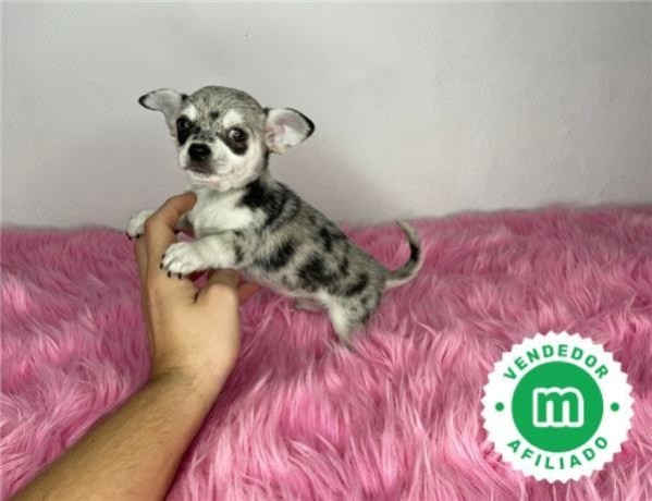 chihuahua-toy-macho-merle-big-4