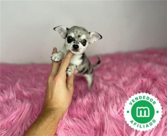 chihuahua-toy-macho-merle-big-5