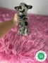 chihuahua-toy-merle-cabeza-manzana-small-3