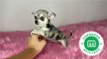 chihuahua-toy-merle-cabeza-manzana-small-2