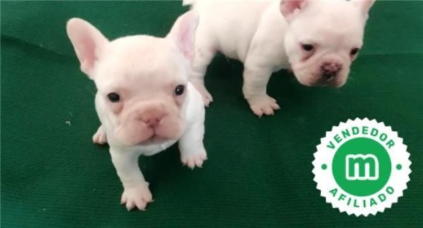 bulldog-frances-de-cine-color-crema-big-5