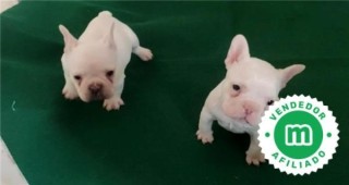 MACHO Y HEMBRA DE BULLDOG FRANCES CREMA