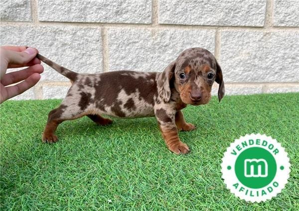 teckel-mini-hembra-merle-chocolate-big-3