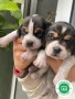 beagles-bicolor-y-tricolor-small-2