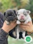 bulldog-frances-small-2