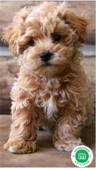 MALTIPOO