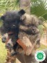 pomeranias-toy-small-0