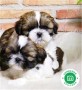 shihtzus-small-0