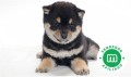 shiba-inu-small-1