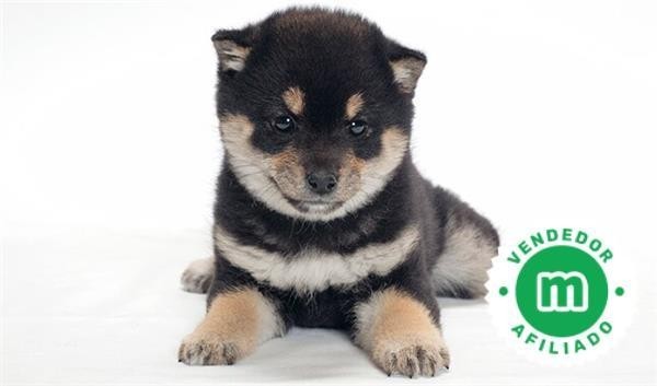 shiba-inu-big-1