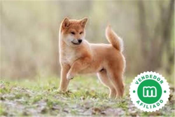 shiba-inu-big-0