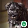 schnauzer-mini-small-0