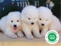 samoyedos-small-0