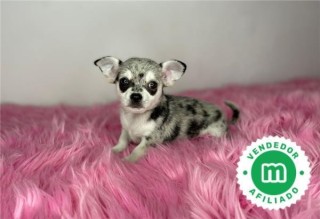 CHIHUAHUA MINI TOY COLOR MERLE