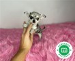 chihuahua-toy-merle-listo-para-entregar-small-2