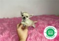 chihuahua-toy-de-bolso-color-crema-small-0