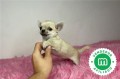 chihuahua-enano-toy-color-crema-small-2