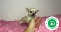 chihuahua-enano-toy-color-crema-small-0