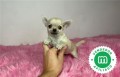 chihuahua-enano-toy-color-crema-small-3