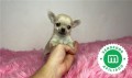 chihuahua-enano-toy-color-crema-small-4