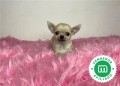 chihuahua-enano-toy-color-crema-small-5