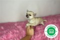 chihuahua-enano-toy-color-crema-small-1