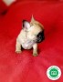 bulldog-frances-varios-colores-preciosos-small-3