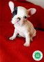 bulldog-frances-varios-colores-preciosos-small-0