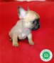 bulldog-frances-varios-colores-preciosos-small-7