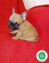 bulldog-frances-varios-colores-preciosos-small-1