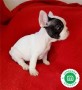 bulldog-frances-varios-colores-preciosos-small-5