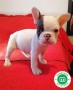 bulldog-frances-varios-colores-preciosos-small-4