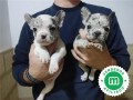 bulldog-frances-listos-para-reyes-small-5