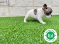 bulldog-frances-cachorros-small-1