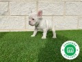 bulldog-frances-cachorros-small-2